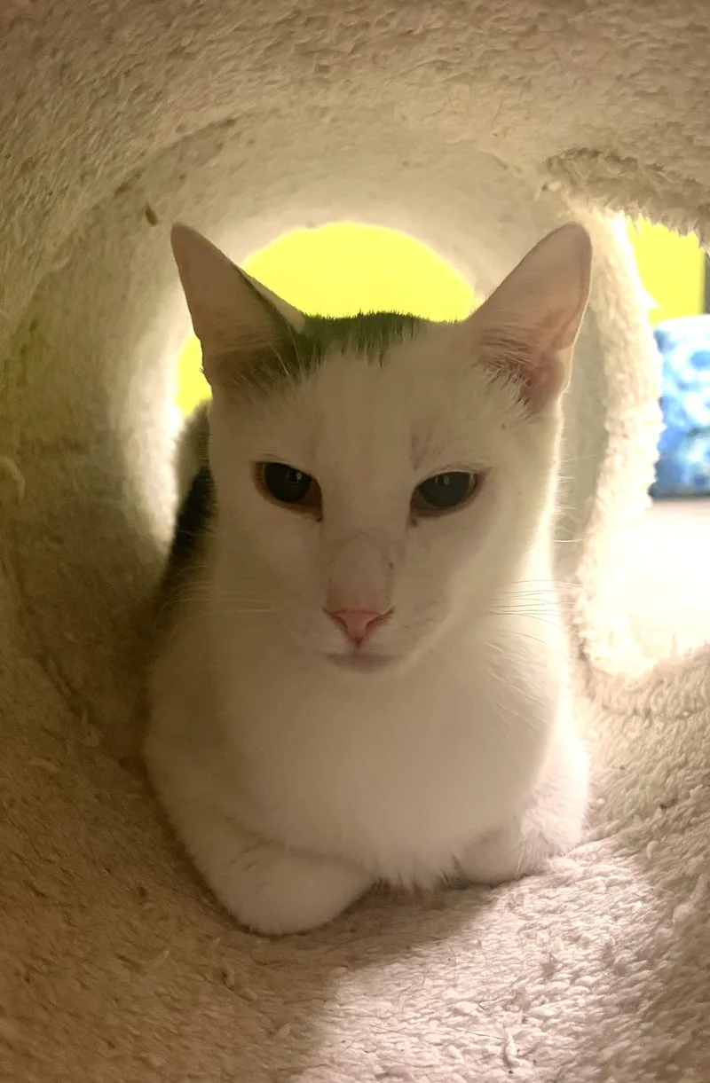 A young medium-sized male White Domestic Short Hair cat named Yang for adoption in Orange, CA