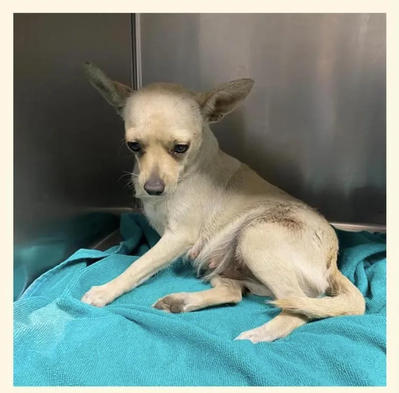An adult small-sized female Chihuahua dog named Ruthie for adoption in Bothell, WA