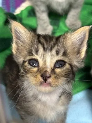 A baby small-sized female Domestic Short Hair cat named Journey for adoption in Cumming, GA