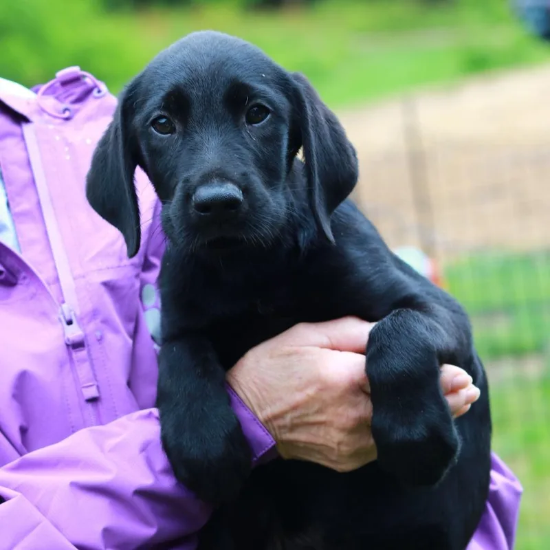 A baby medium-sized male Black Labrador Retriever dog named Ct Watercress for adoption in Stormville, NY