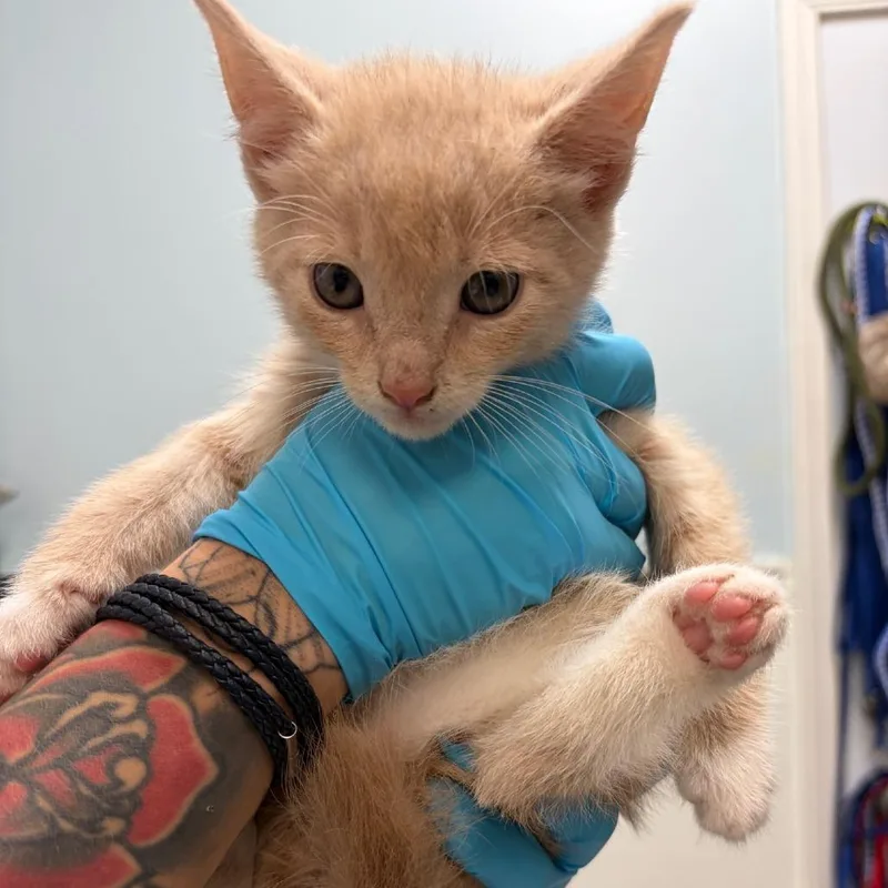 A baby small-sized male Buff / Tan / Fawn Domestic Short Hair cat named Almond for adoption in Greensboro, GA