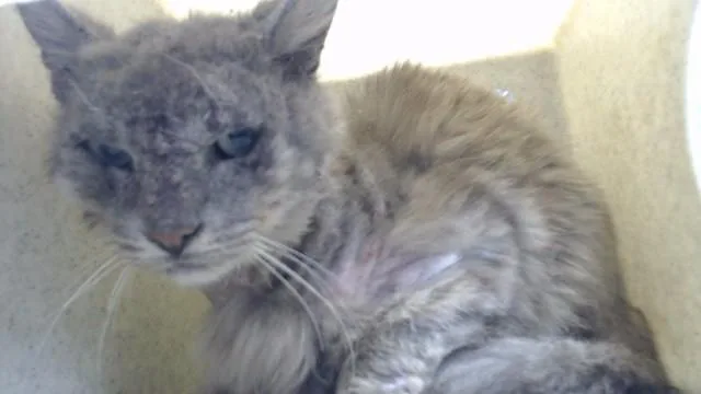 An adult medium-sized male Domestic Long Hair cat named Randy for adoption in Downey, CA