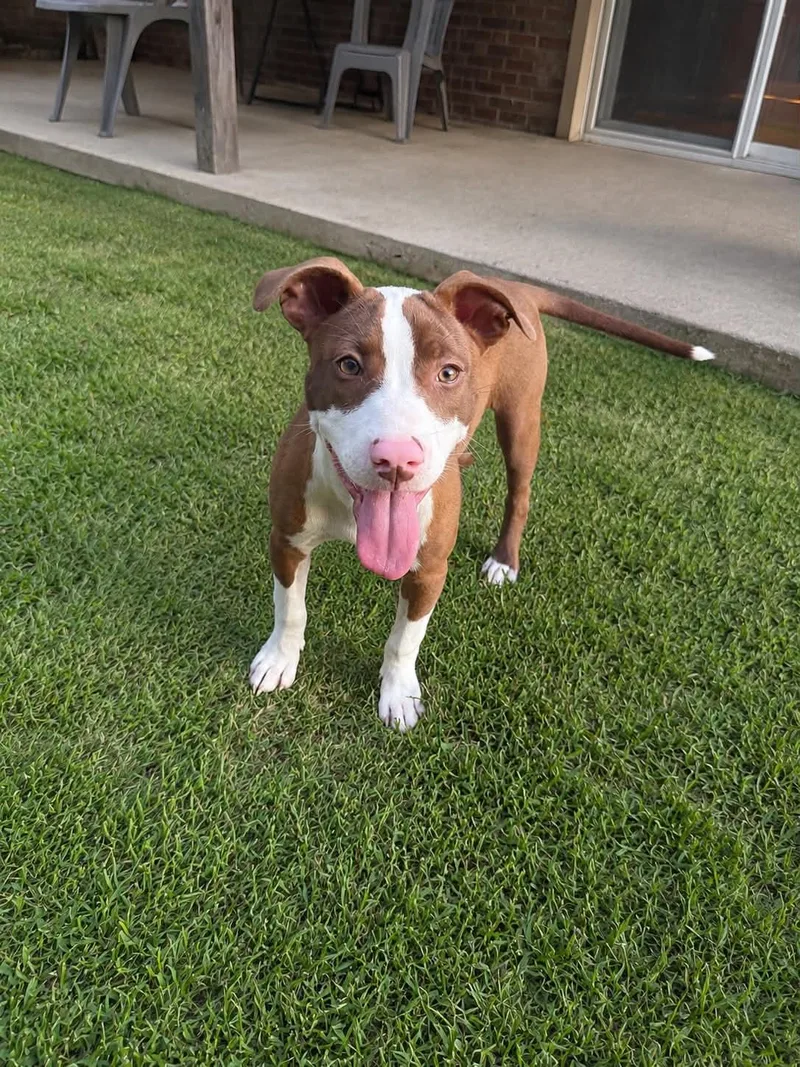 A baby medium-sized female Red / Chestnut / Orange American Staffordshire Terrier dog named Stormie for adoption in Gulfport, MS