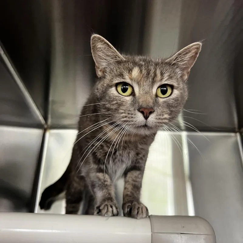 An adult small-sized female Gray / Blue / Silver Domestic Short Hair cat named Nala for adoption in Harrisville, WV