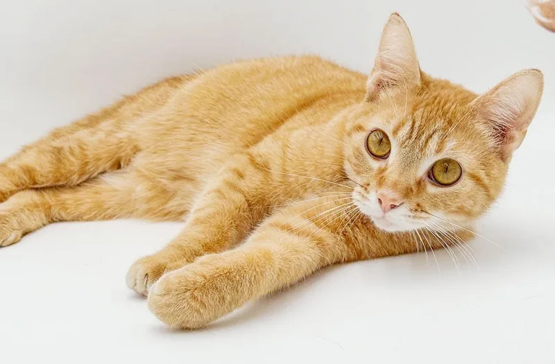 A young small-sized male Orange / Red Tabby cat named Minks is that orange for adoption in Bedford Hills, NY