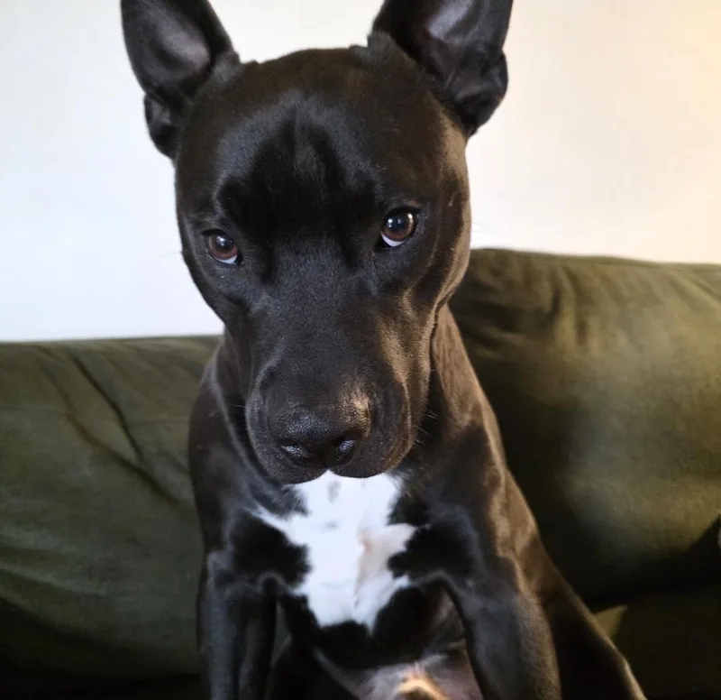 A young large-sized male Pit Bull Terrier dog named Justice aka Maximus for adoption in Queenstown, MD