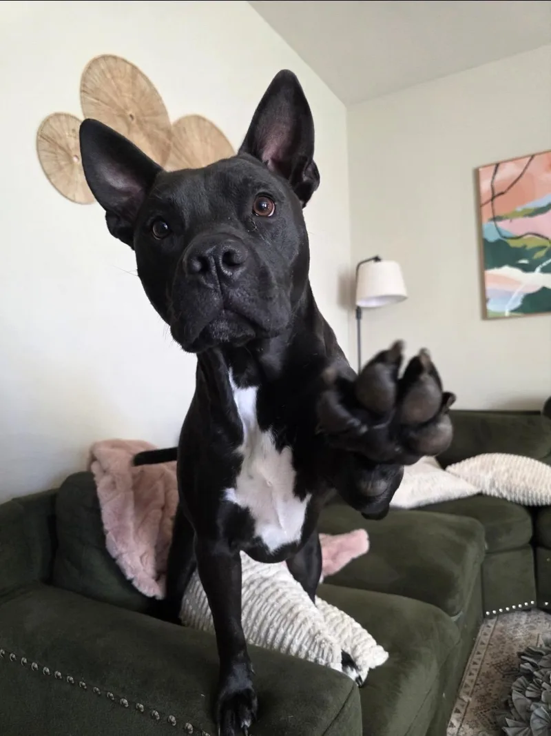 Justice aka Maximus thumbnail 2