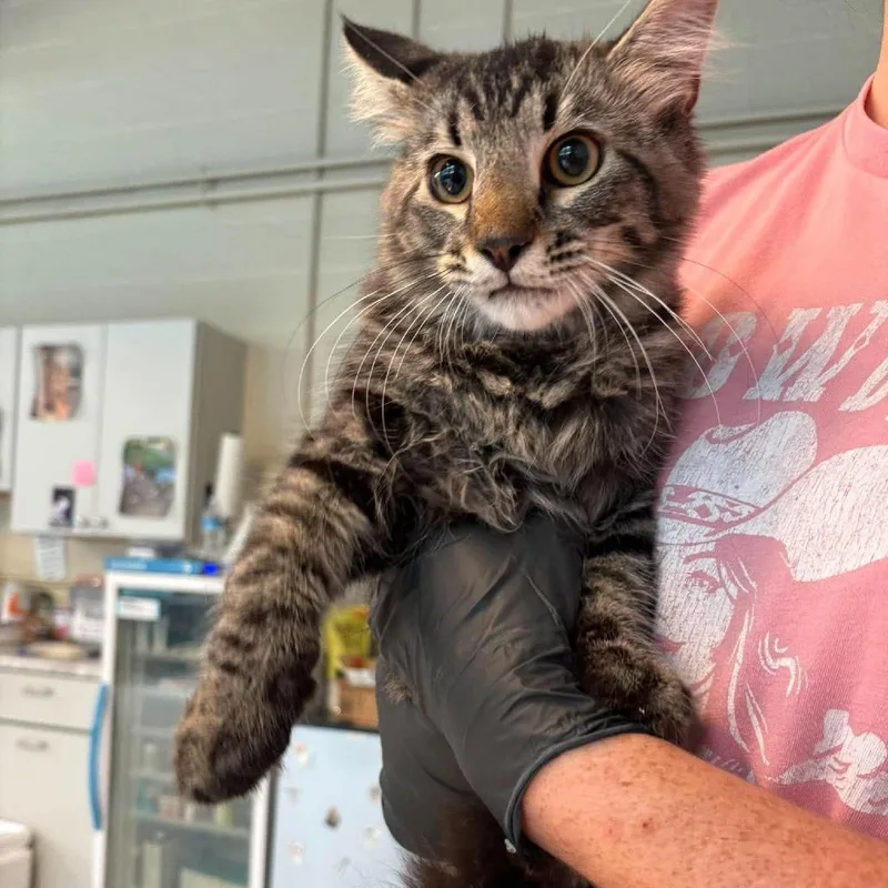 A baby medium-sized male Black Domestic Short Hair cat named Tiggy for adoption in Huntington, WV