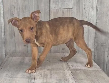 An adult small-sized male Mixed Breed dog named Grumpy for adoption in Shreveport, LA