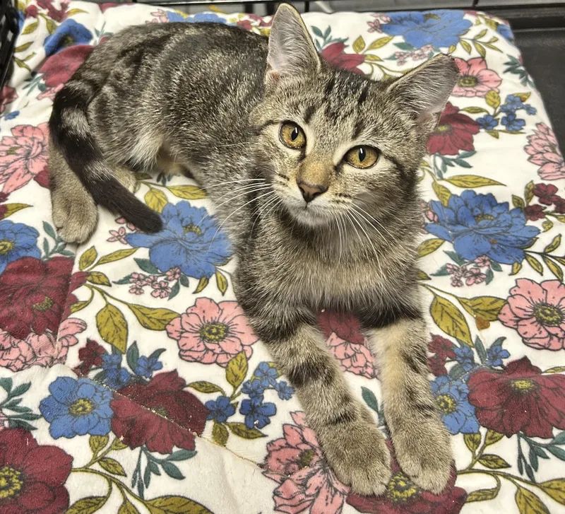 A young medium-sized female Tabby (Brown / Chocolate) Domestic Short Hair cat named Petal for adoption in Murrells Inlet, SC