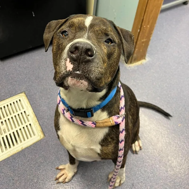 An adult large-sized male Brindle Mixed Breed dog named Narwhal for adoption in Edwardsville, IL