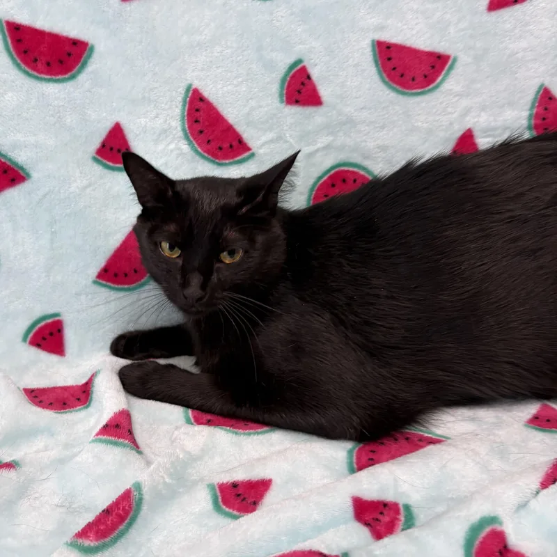 A young medium-sized male Black Domestic Short Hair cat named Kodak for adoption in Valdosta, GA