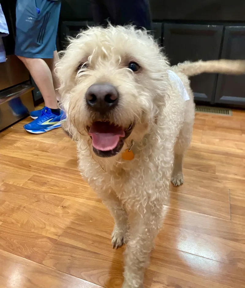 A young medium-sized male White / Cream Labradoodle dog named Teddy for adoption in Media, PA