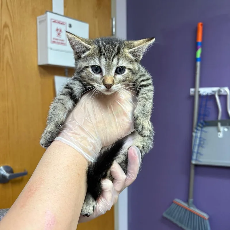 A baby small-sized female Brown / Chocolate Domestic Short Hair cat named Who Dey for adoption in Newark, NJ