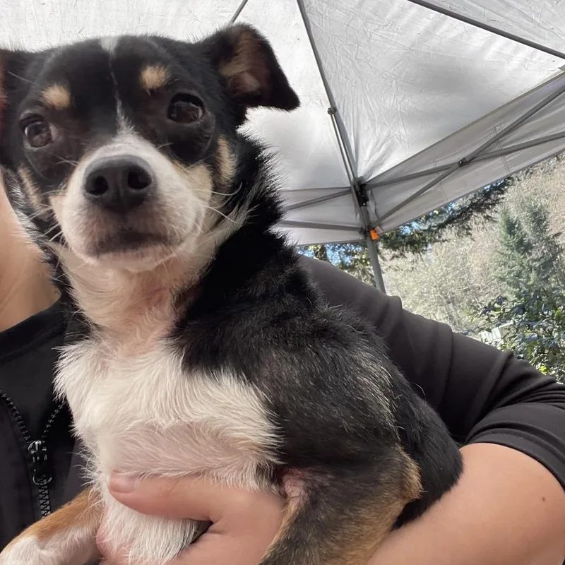 An adult small-sized female Chihuahua dog named Molly for adoption in Graham, WA