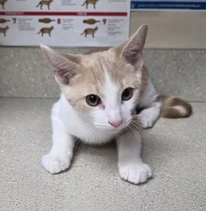 An adult small-sized male Siamese cat named Flop for adoption in Phoenix, AZ