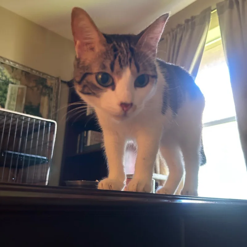 Spirit Love thumbnail 3