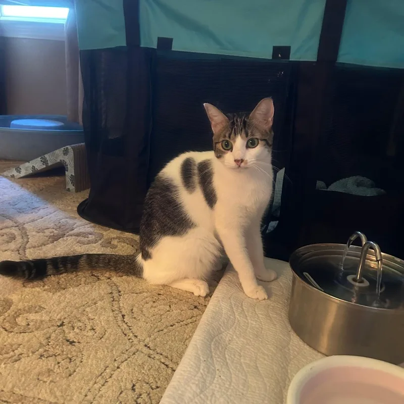 Spirit Love thumbnail 5