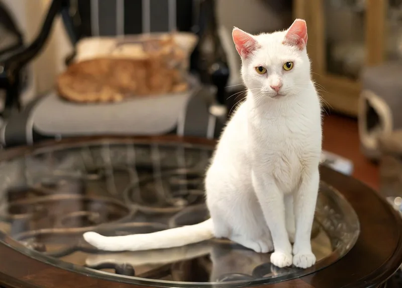 An adult medium-sized male Domestic Short Hair cat named Alpine for adoption in Buford, GA
