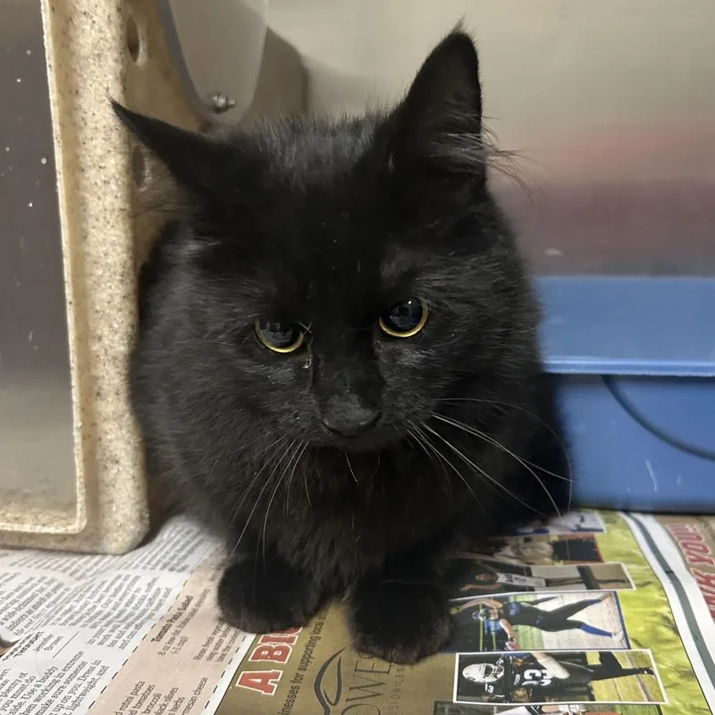 A young medium-sized female Black Domestic Long Hair cat named Endora for adoption in Roxboro, NC