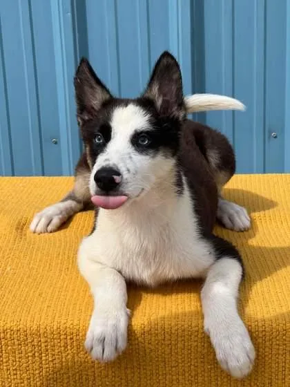 A baby medium-sized male Siberian Husky dog named Storm for adoption in Visalia, CA