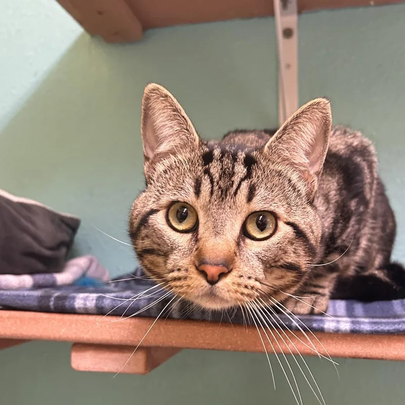 An adult large-sized male Brown / Chocolate Domestic Short Hair cat named Valentino for adoption in Fresno, CA