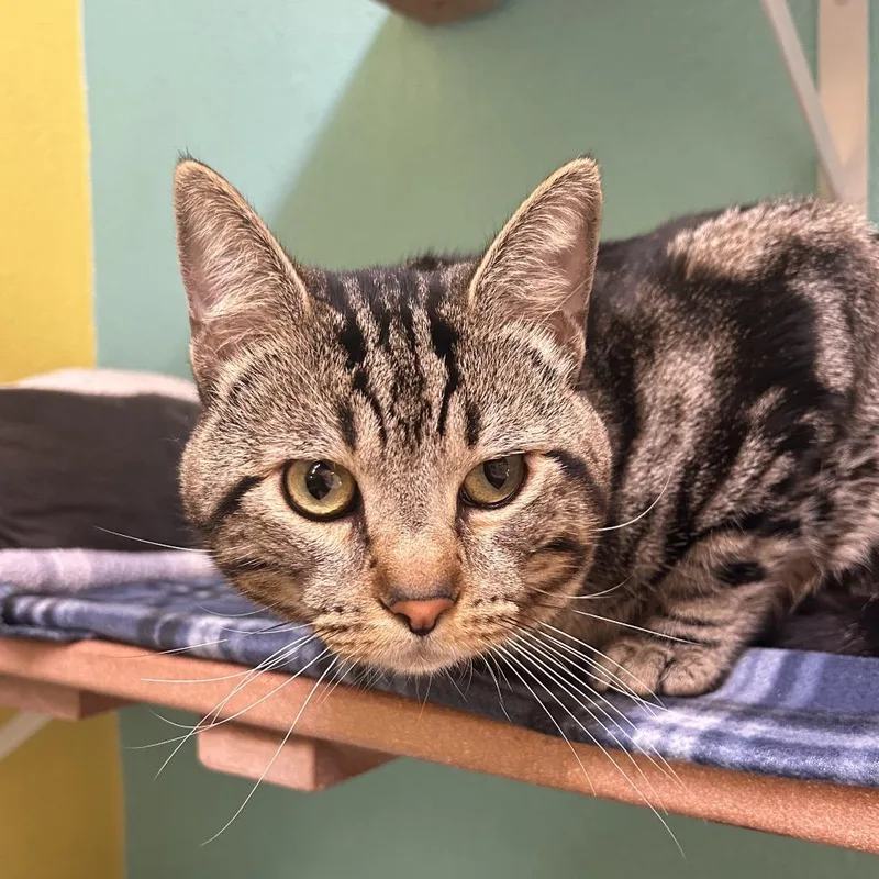 Valentino thumbnail 2