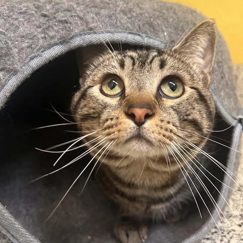 Valentino thumbnail 3