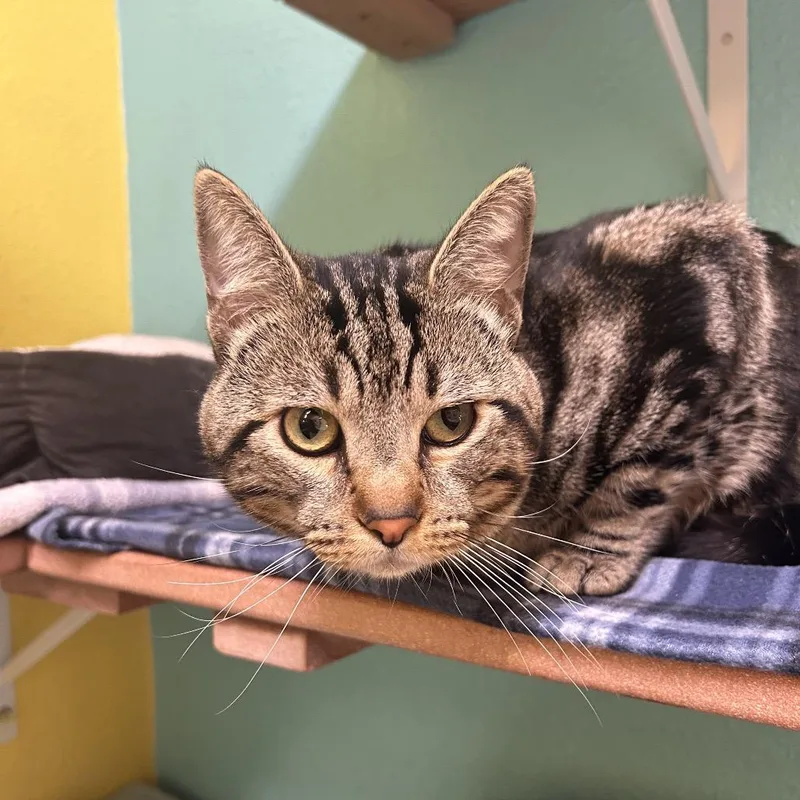 Valentino thumbnail 4