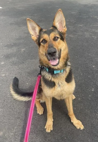 An adult large-sized female German Shepherd Dog dog named Kairo for adoption in Bridgewater, NJ