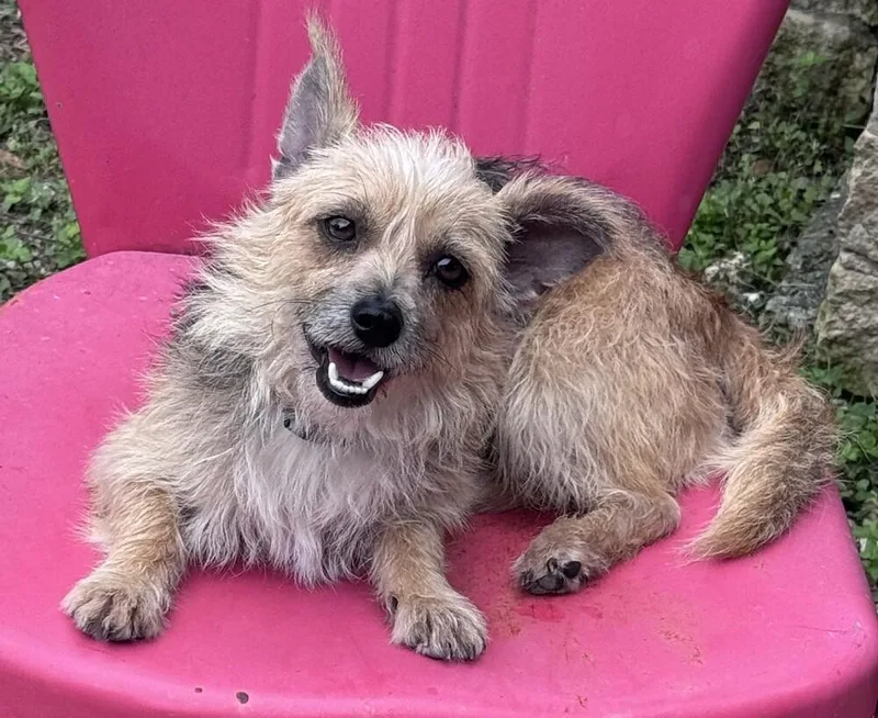 Benji
