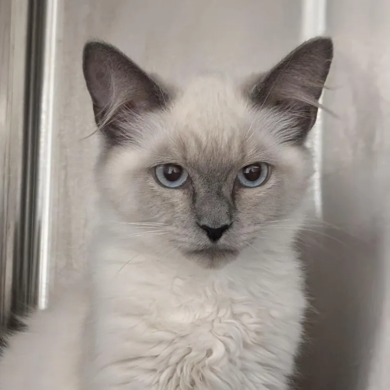 A baby medium-sized male Domestic Long Hair cat named Bubble Wrap for adoption in Shoreline, WA