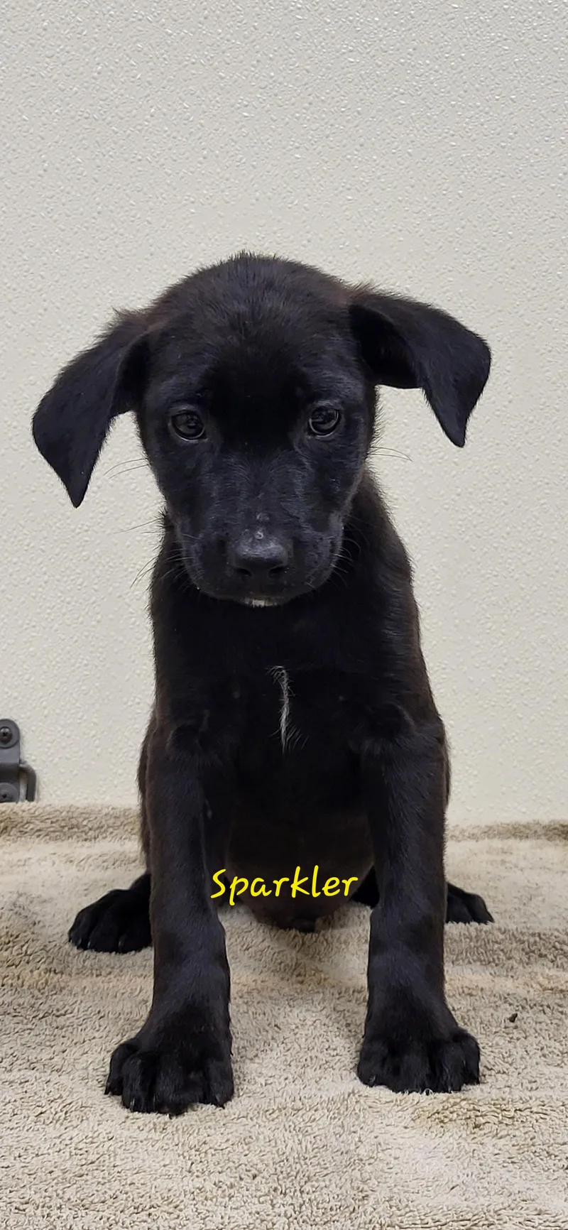 A baby medium-sized male Black Labrador Retriever dog named Sparkler for adoption in Marion, MS