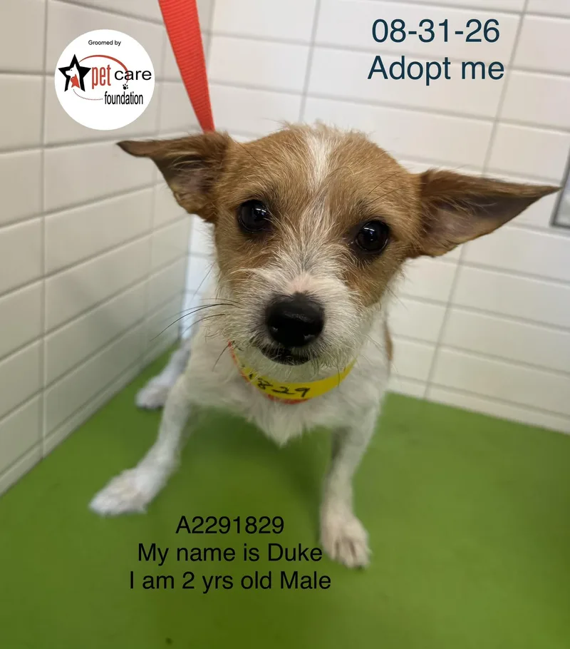 A young small-sized male Chihuahua dog named Duke for adoption in Los Angeles, CA