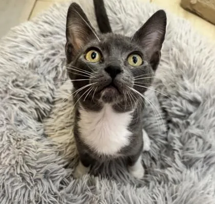 A baby small-sized female Domestic Short Hair cat named Blue for adoption in Fort Worth, TX