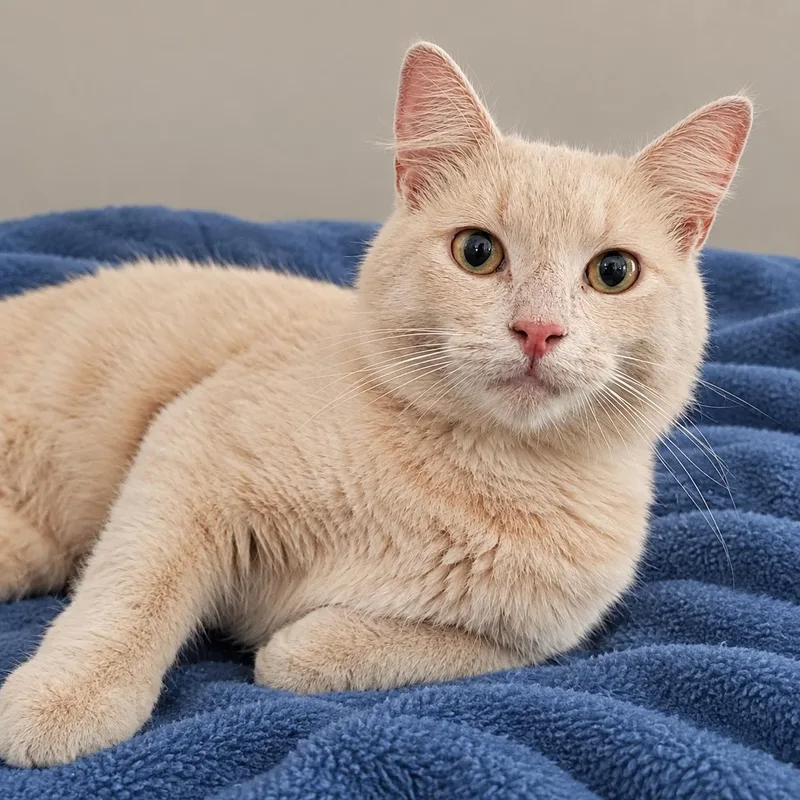 A young medium-sized male Buff / Tan / Fawn Domestic Long Hair cat named Jimmy Buffet for adoption in Myrtle Beach, SC