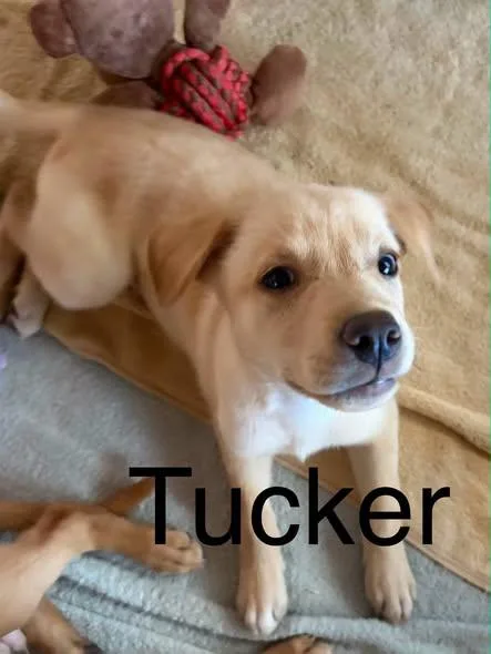 Tucker