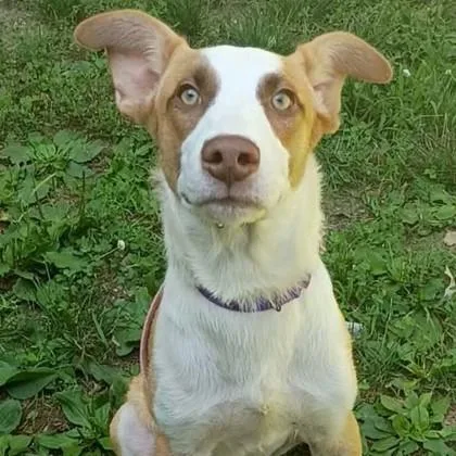 An adult medium-sized male Mixed Breed dog named Bryce for adoption in Voorhees, NJ