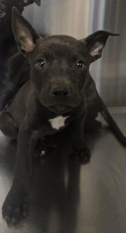 A baby small-sized male Mixed Breed dog named Pretty Ricky for adoption in Fresno, CA