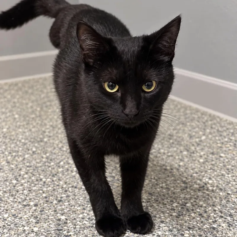 A young medium-sized female Black Domestic Short Hair cat named Sadie for adoption in Antioch, CA