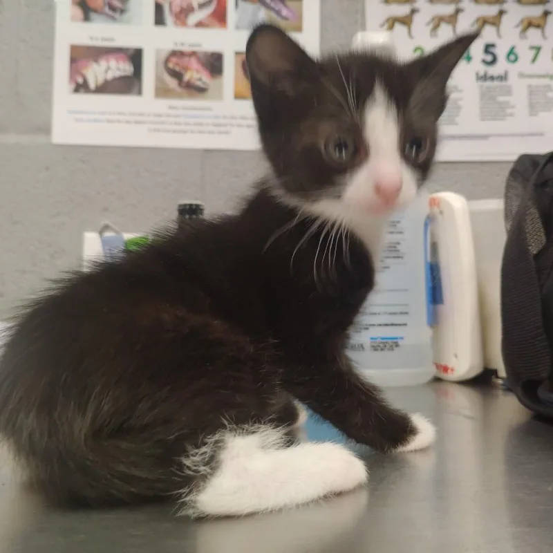 A baby small-sized female Black Domestic Short Hair cat named Ricotta for adoption in Allentown, PA