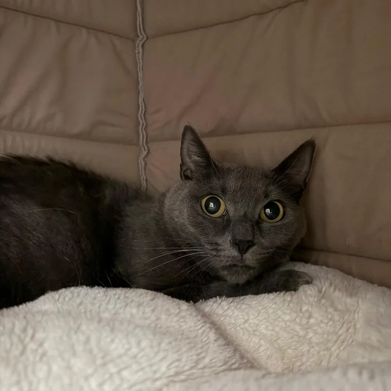 An adult medium-sized female Gray / Blue / Silver Domestic Short Hair cat named Jean Gray for adoption in Ponte Vedra Beach, FL