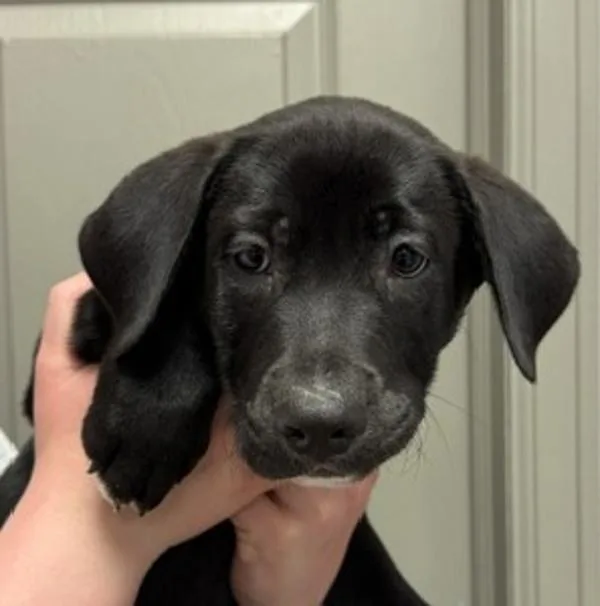 A baby medium-sized male Labrador Retriever dog named Fritter for adoption in Littleton, CO