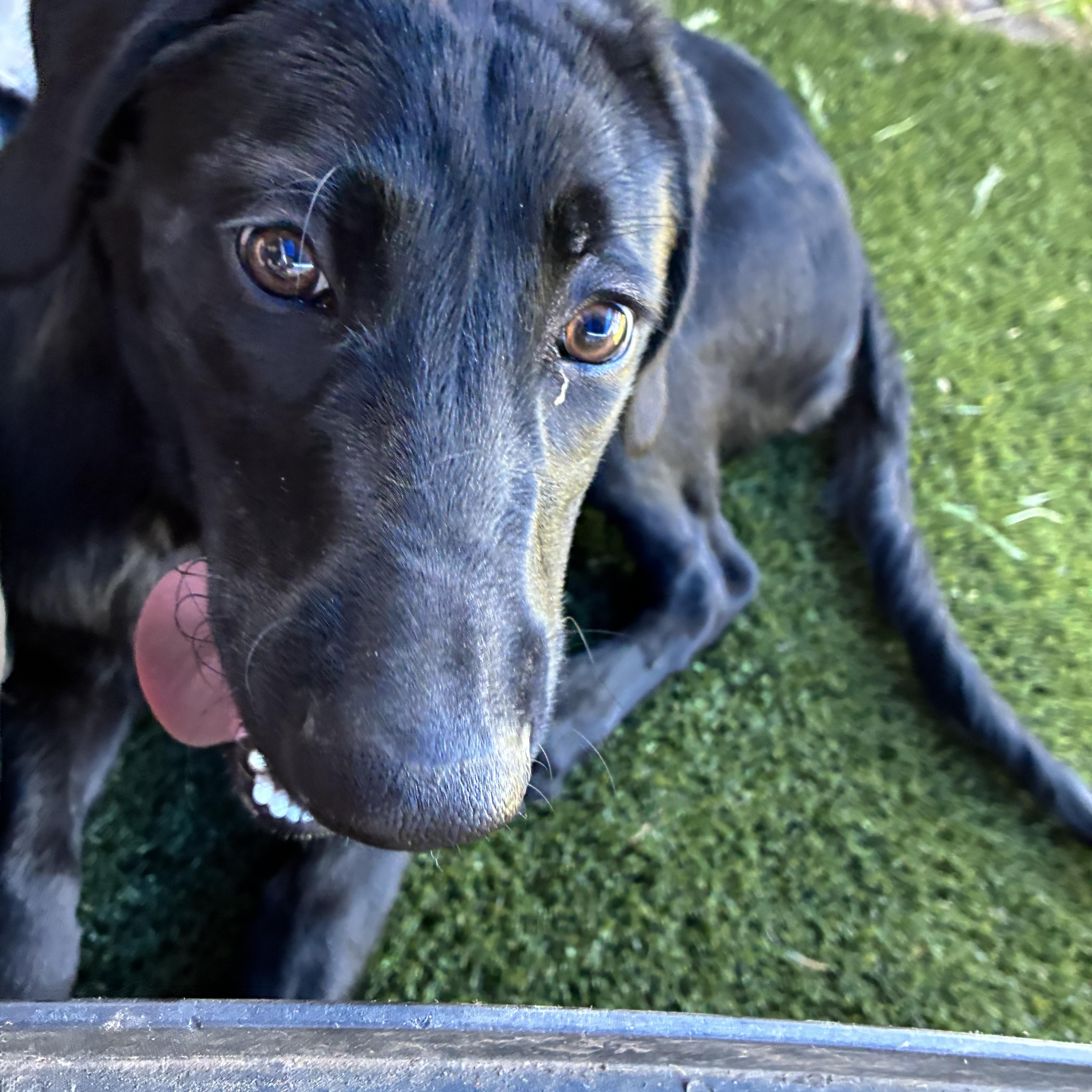 A young medium-sized female Black Mixed Breed dog named Shadow for adoption in Bonners Ferry, ID