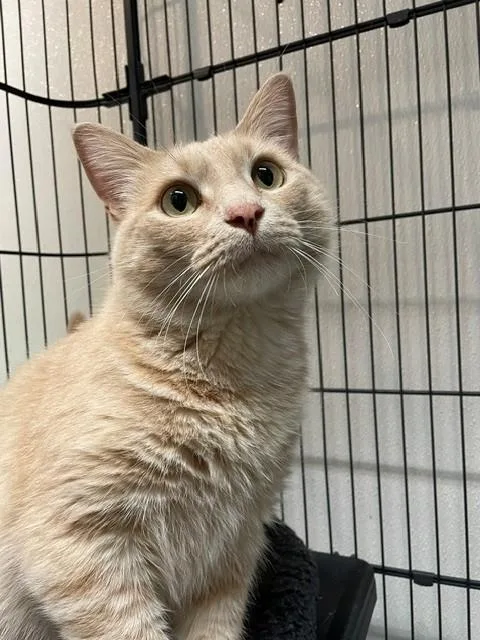 An adult medium-sized male Tabby (Buff / Tan / Fawn) Domestic Short Hair cat named Teddy for adoption in Hayward, WI