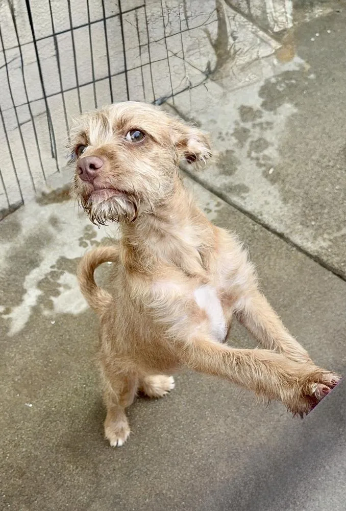 A baby small-sized female Yellow / Tan / Blond / Fawn Mixed Breed dog named Skylar for adoption in San Diego, CA