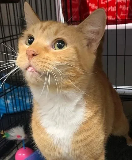 An adult large-sized male Domestic Short Hair cat named Daryl for adoption in Lafayette, IN