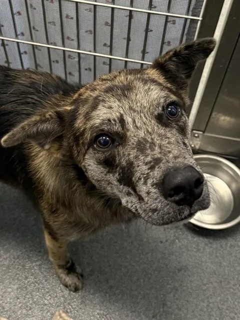 A young large-sized male Mixed Breed dog named Quasar for adoption in Dallas, TX