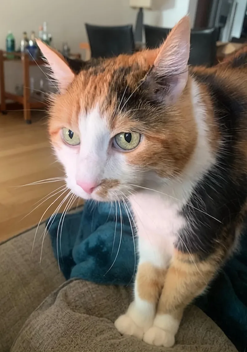 An adult medium-sized female Calico Domestic Short Hair cat named Natasha & Vera for adoption in Kirkland, WA