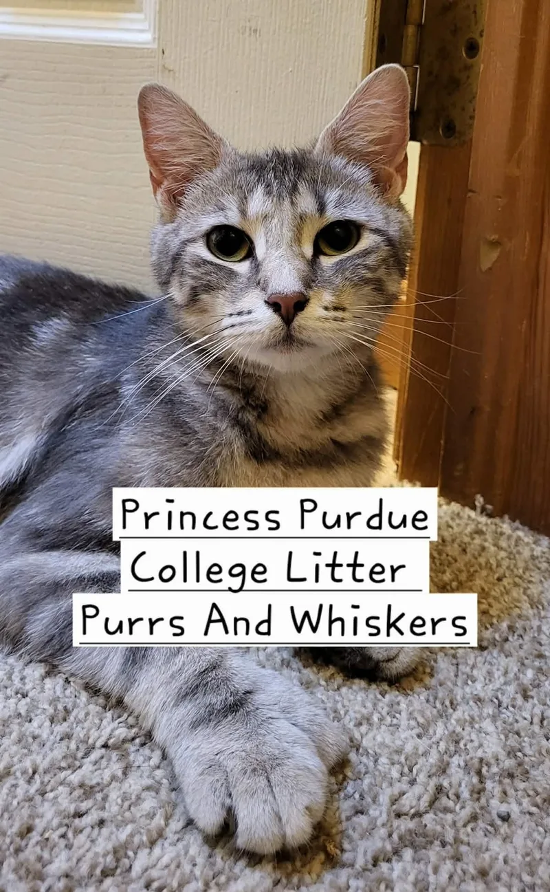 A young medium-sized female Tortoiseshell Domestic Short Hair cat named Princess Purdue for adoption in New Hartford, NY